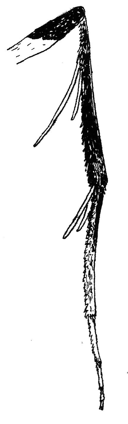 Hindleg of Caloptilia alchimiella (Gracillariidae).